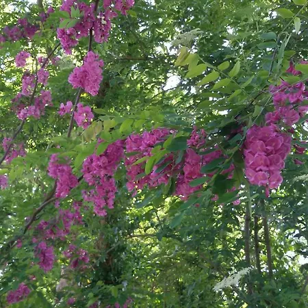 Manoir Des Turets 4*